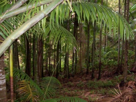  Ogden, Booroobin, QLD 4552