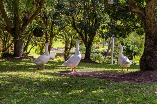 Property in Cooloolabin - Sold for $555,550