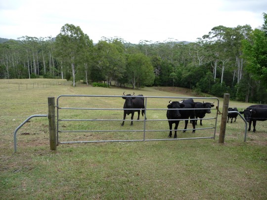 Property in Yandina - Sold for $760,000