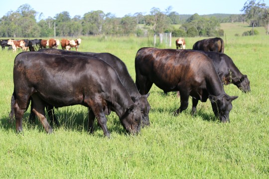 Property in Rollands Plains - $895,000