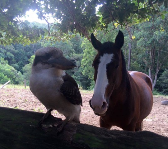 Property in Frazers Creek - $749,000