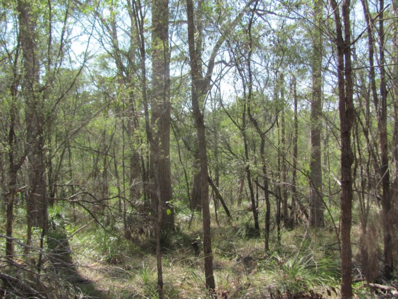 Real Estate in Baffle Creek