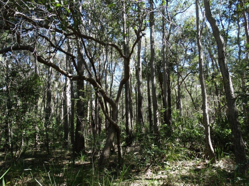 Real Estate in Lowmead