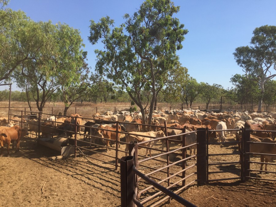 Property For Sale in Larrimah