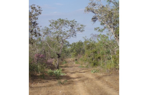 Dundee Downs Properties Sold