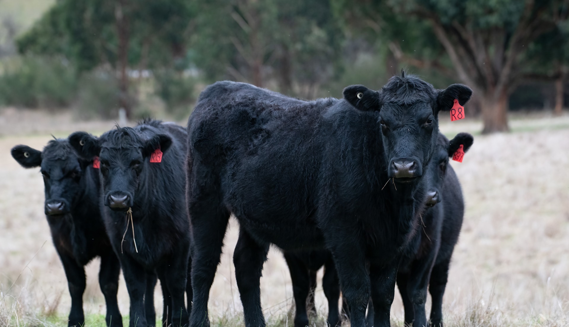 North West Real Estate & Livestock