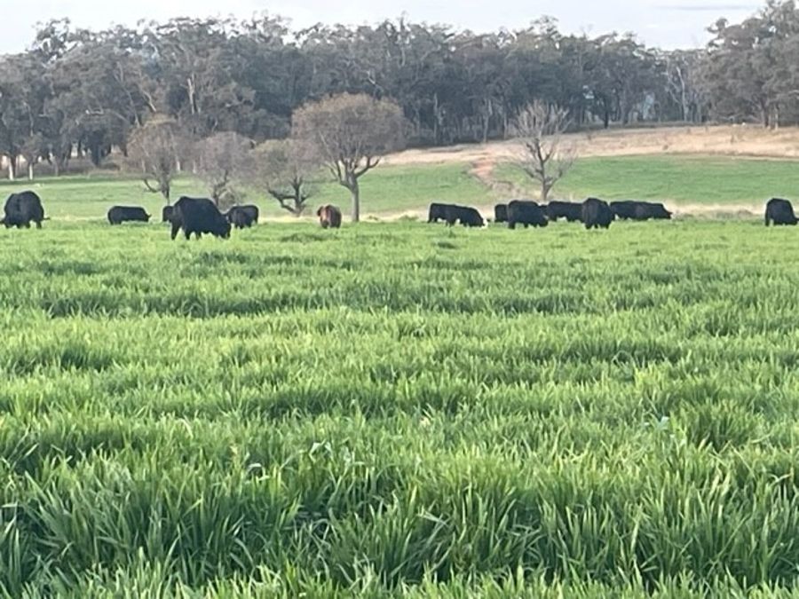 1685 Napier Lane, Coonabarabran > David Grant Livestock Agency