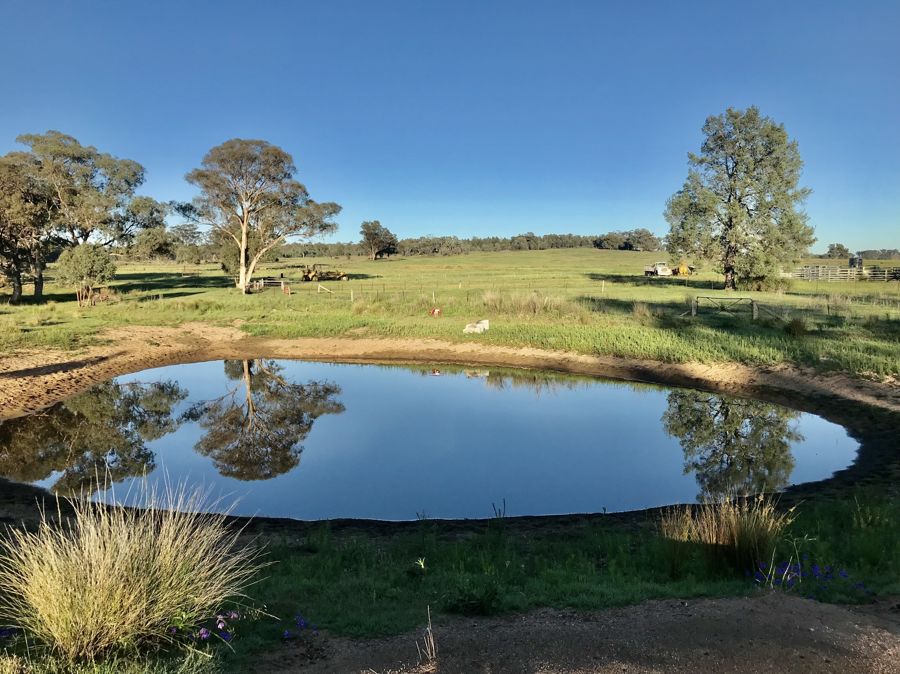 72 Bourkes and Halls road, Binnaway > David Grant Livestock Agency