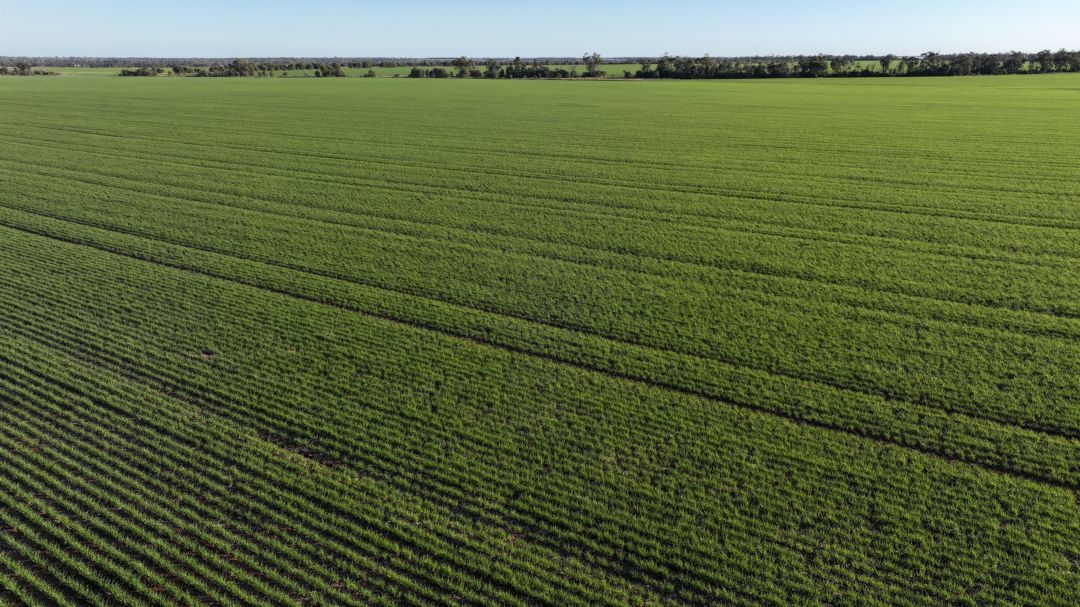 Billandrie West, Pallamallawa NSW 2399