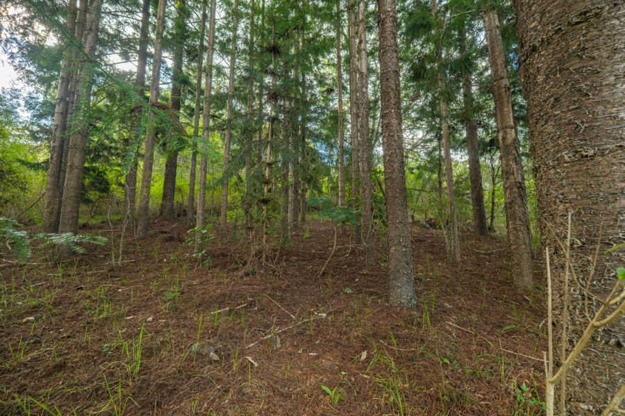 579 Woondum Road, Mothar Mountain For Sale by Farmbuy.com - image 24