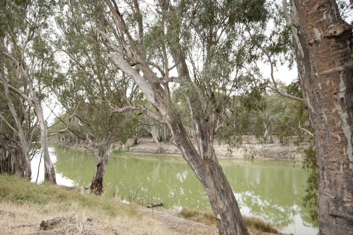 Lot 8 Riverside Estate, Deniliquin - Thumbnail 4