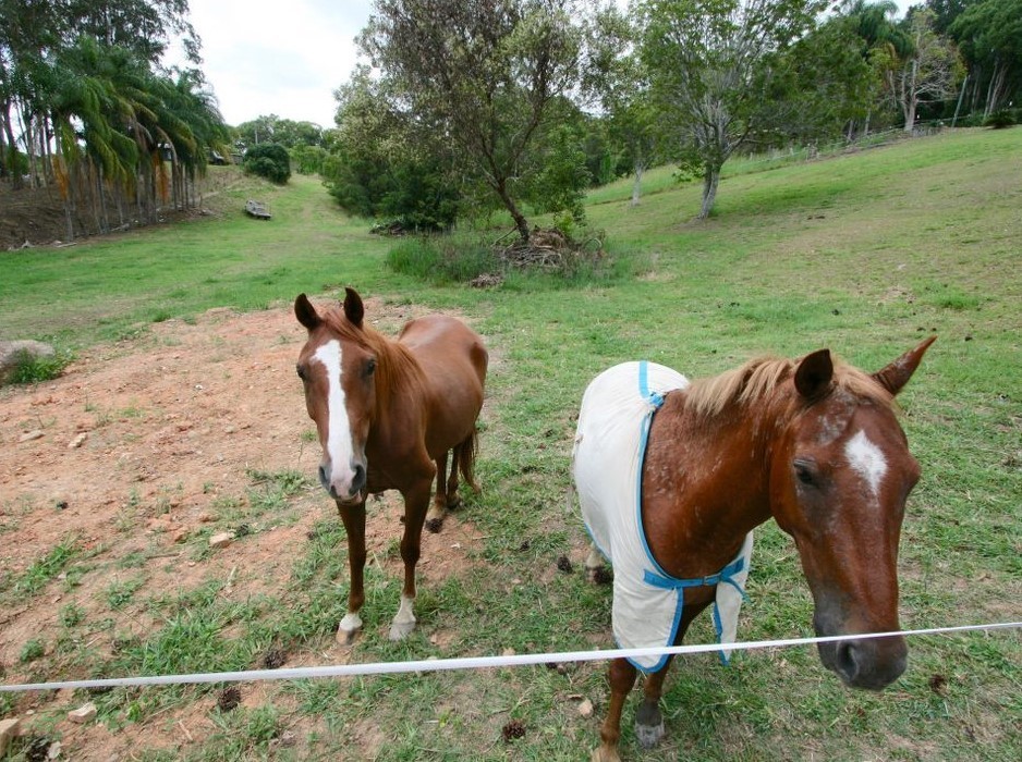 45 Green Valley Way, Piggabeen, Piggabeen - Thumbnail 5