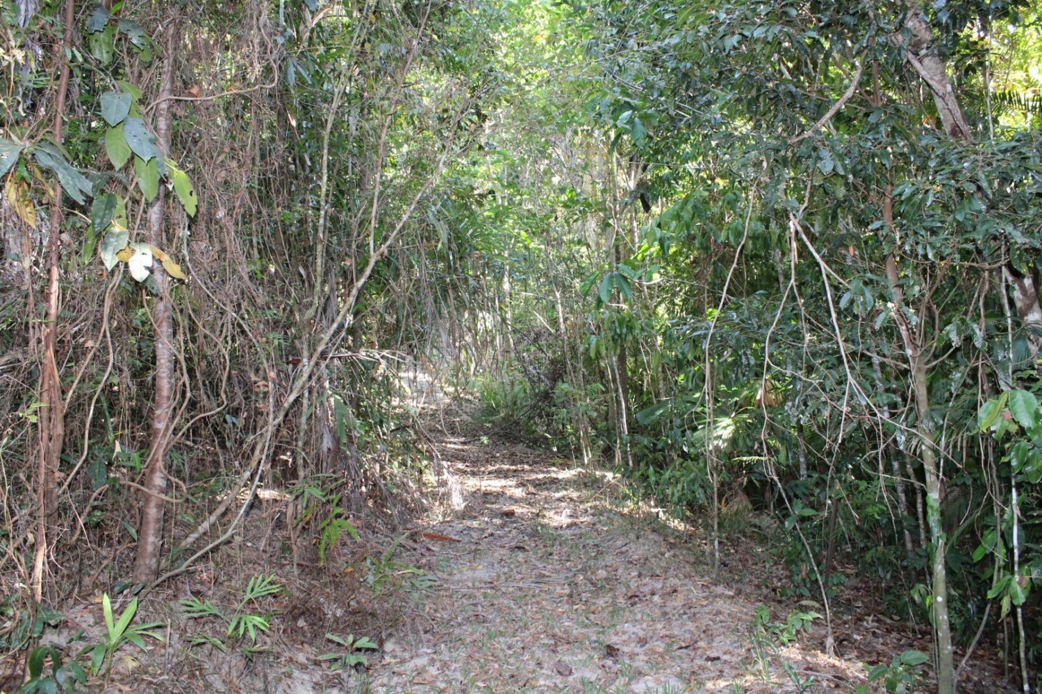 75 Greendale Court, Jubilee Heights, Jubilee Heights - Thumbnail 6