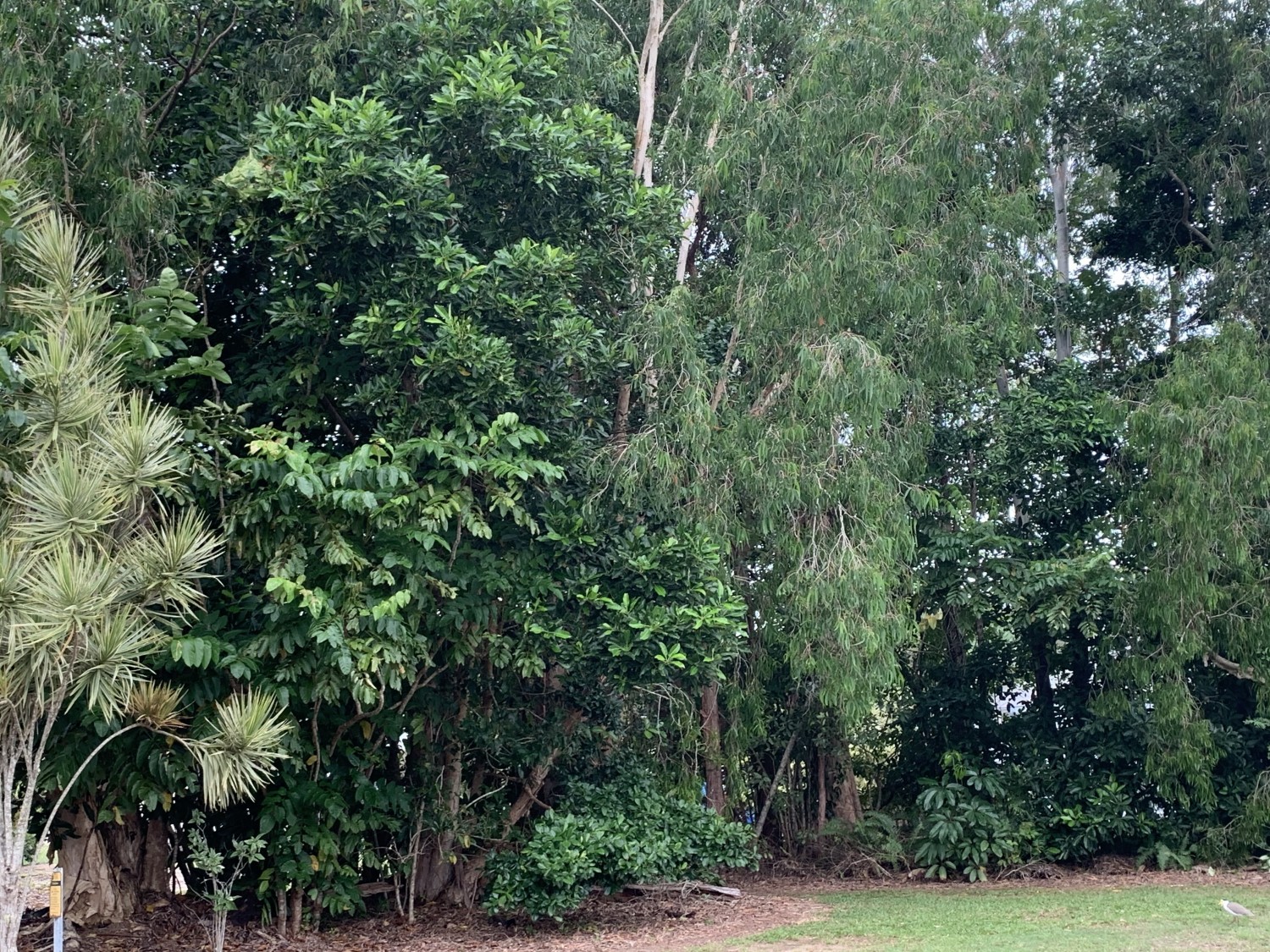 24 Sassafras Street, Bramston Beach, Bramston Beach - Thumbnail 3
