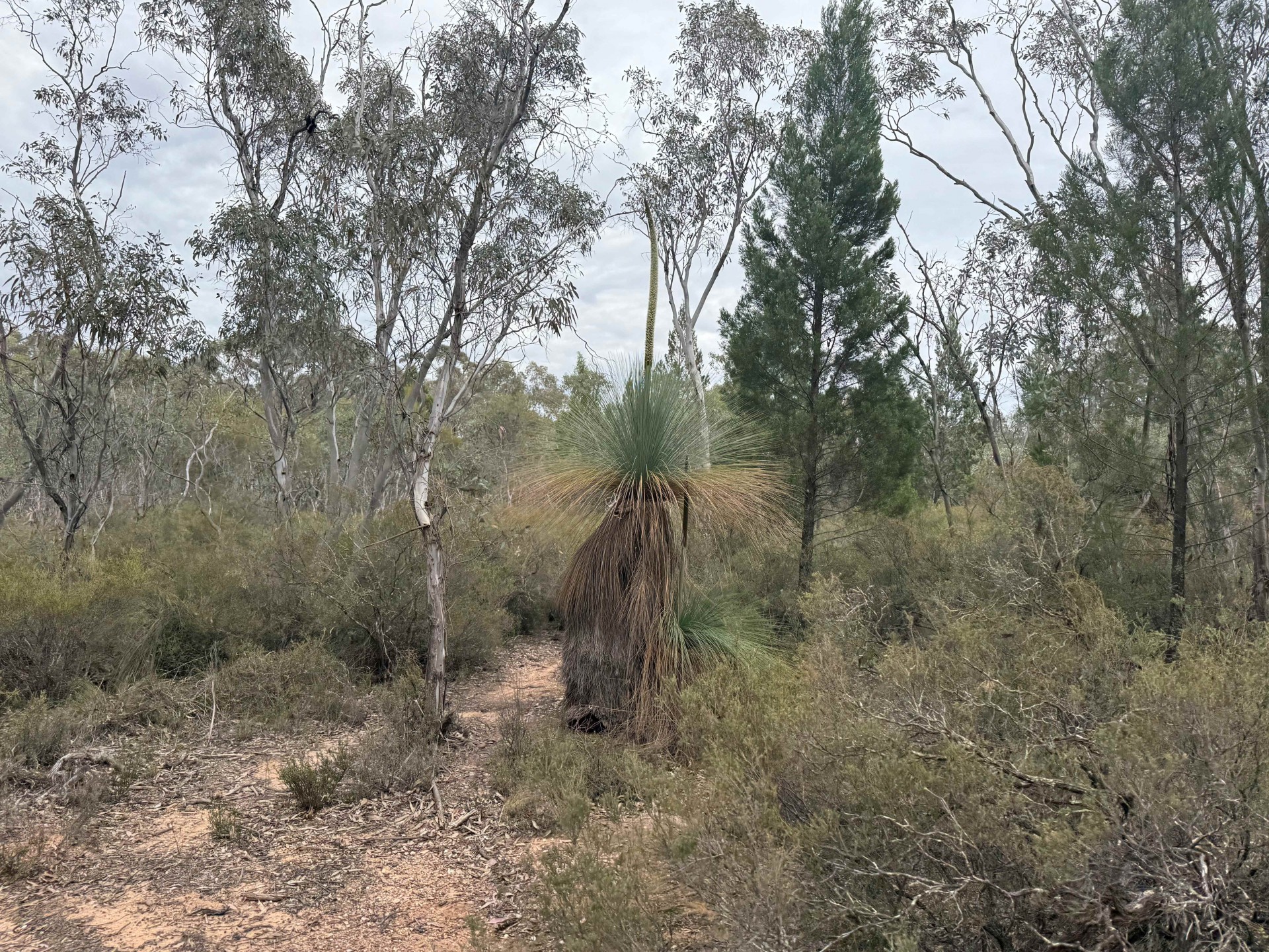 'The Backwoods' 1054 Burley Griffin Way, Temora - Thumbnail 4