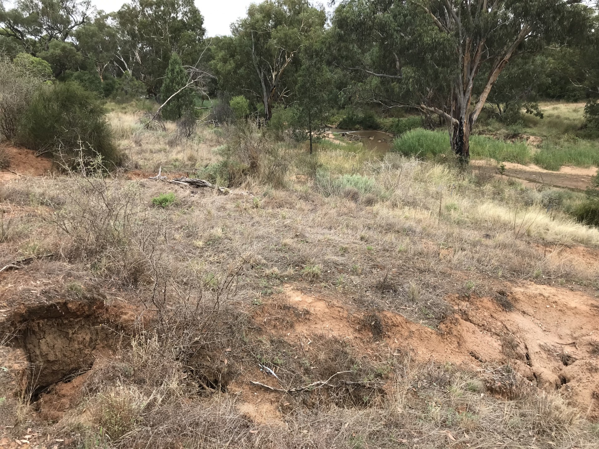 55 Wangmans road, Kenebri - Thumbnail 4