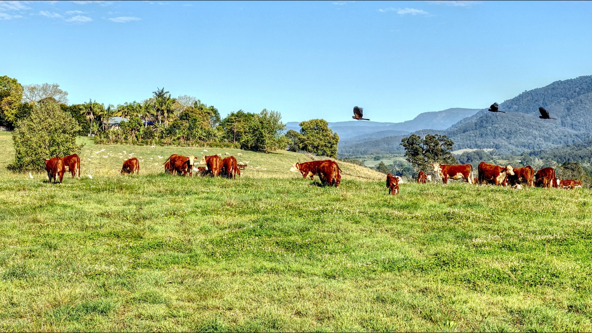 Property For Sale in Bellingen