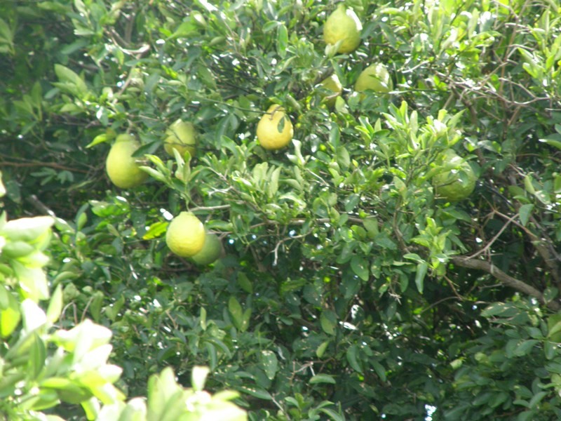 Image 12