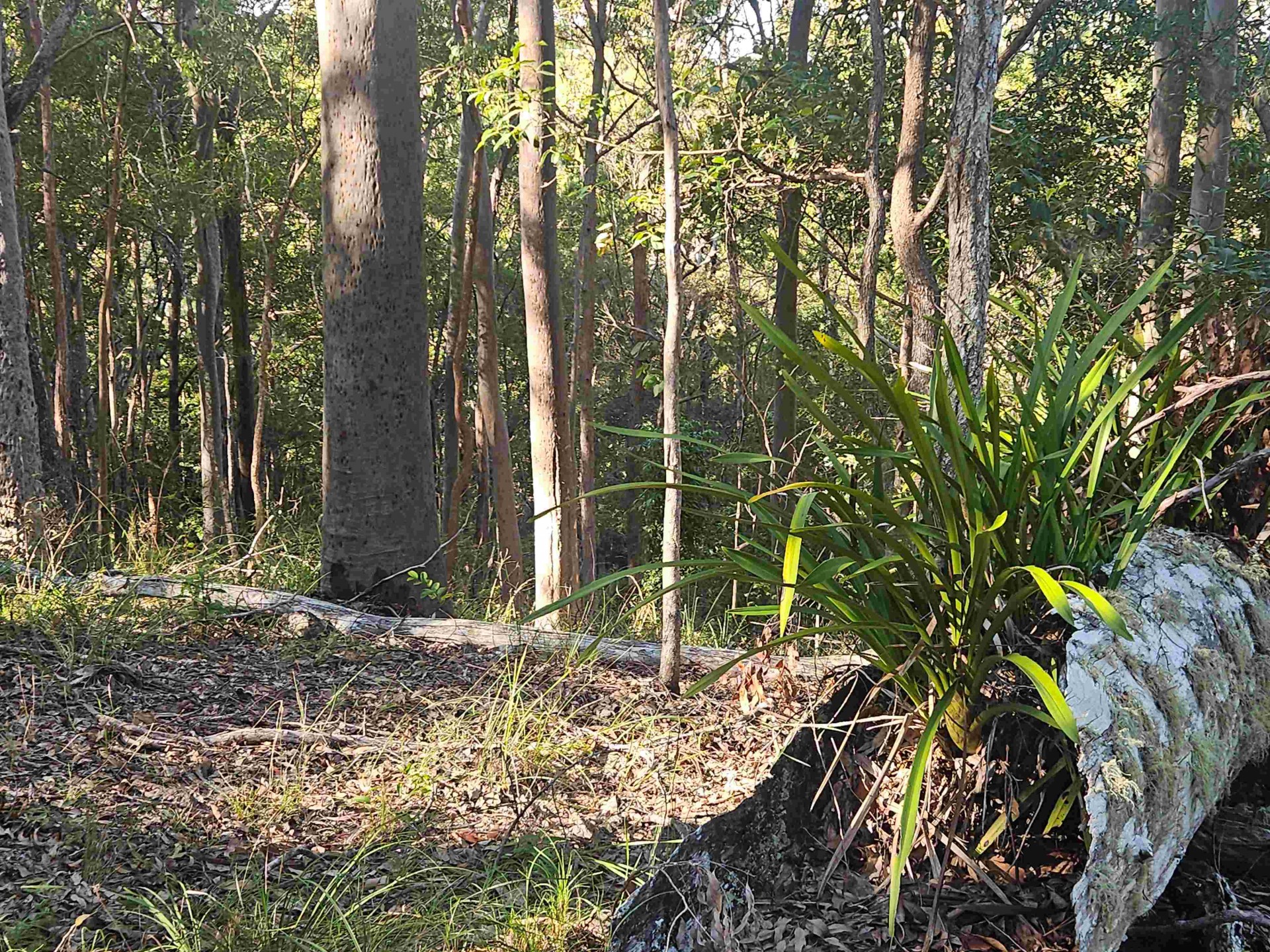 Image 4