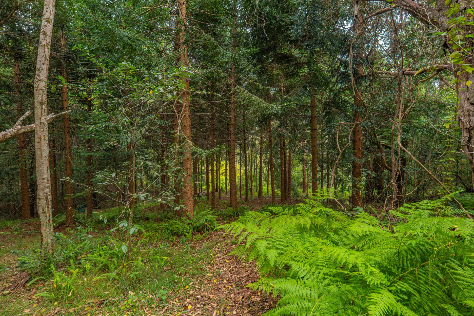 Image 20