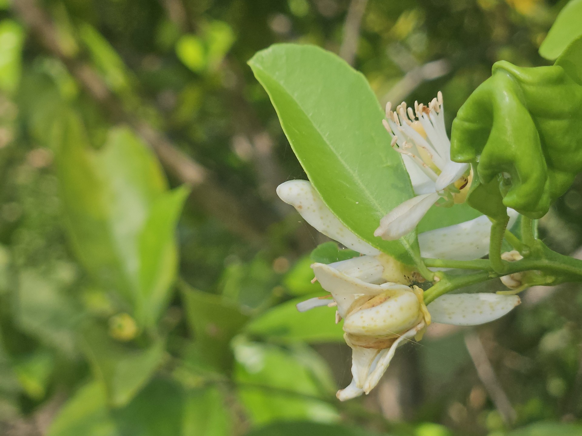 Image 11