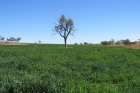 Property in Yetman - Sold