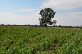 Property in Lake Cargelligo - Sold