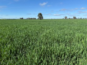 Property in Coolamon - Sold