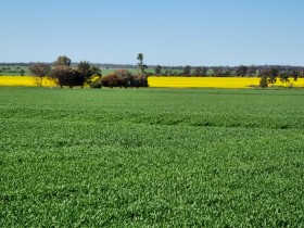 Property in Beckom - Sold for $2,381,500