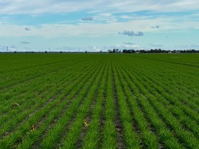 Property in Moree - Sold