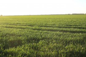 Property in Garah - Sold