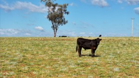 Property in Bingara - Sold