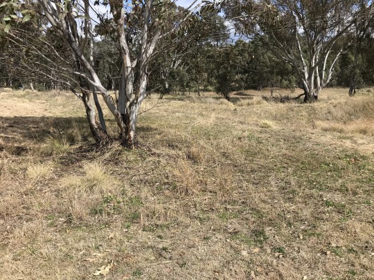 Property in Coonabarabran - Sold