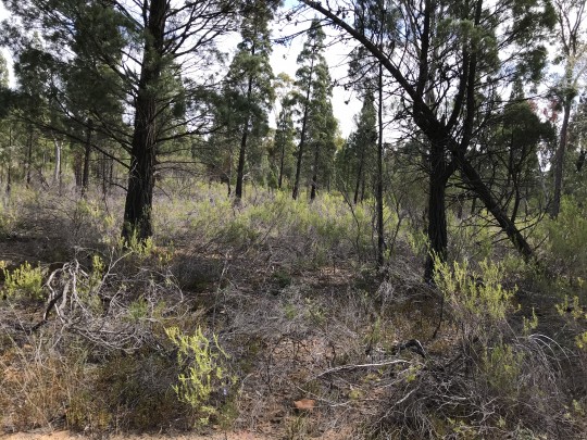 Property in Coonabarabran - Sold