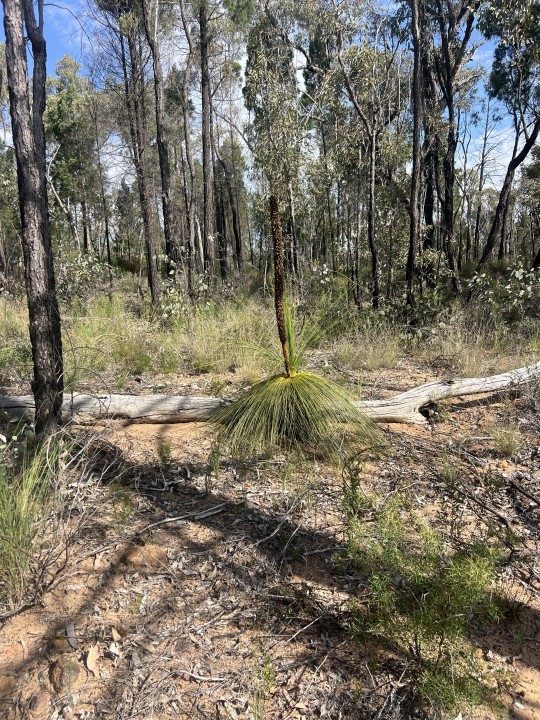 Property in Coonabarabran - $75,000