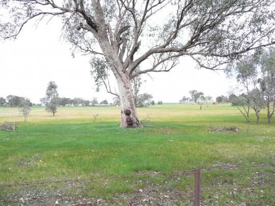 Property in Gerogery - Sold for $135,000
