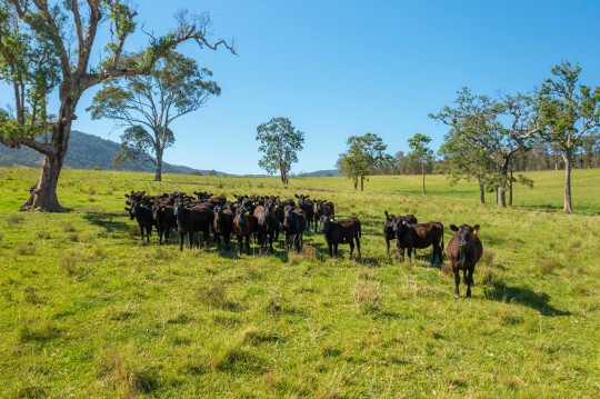 Property in Ellenborough - $1,700,000