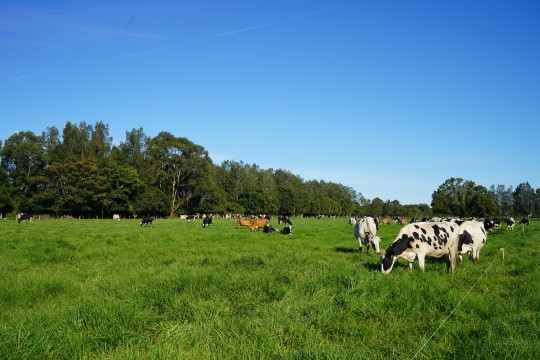 Property in Dumaresq Island - $2,500,000