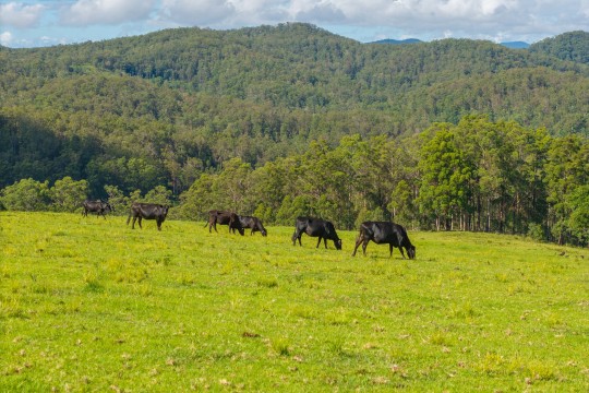 Property in Yarras - $1,995,000