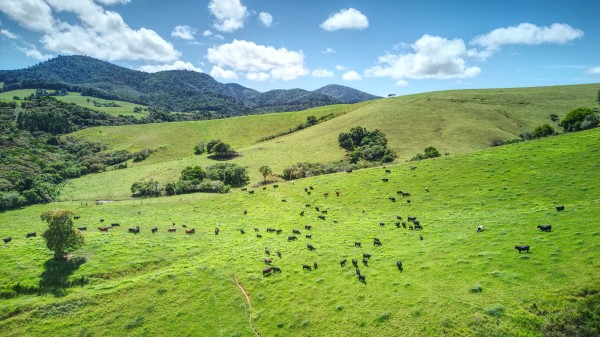 Dorrigo
