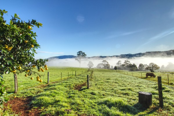Dorrigo