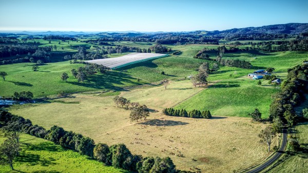 Dorrigo