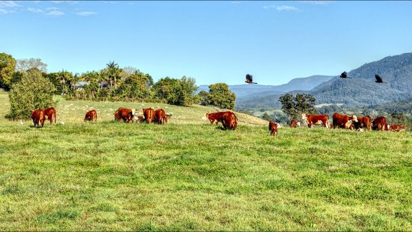 Bellingen