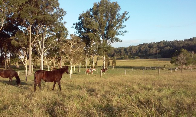 167 ACRES OF CATTLE BREEDING & FATTENING COUNTRY