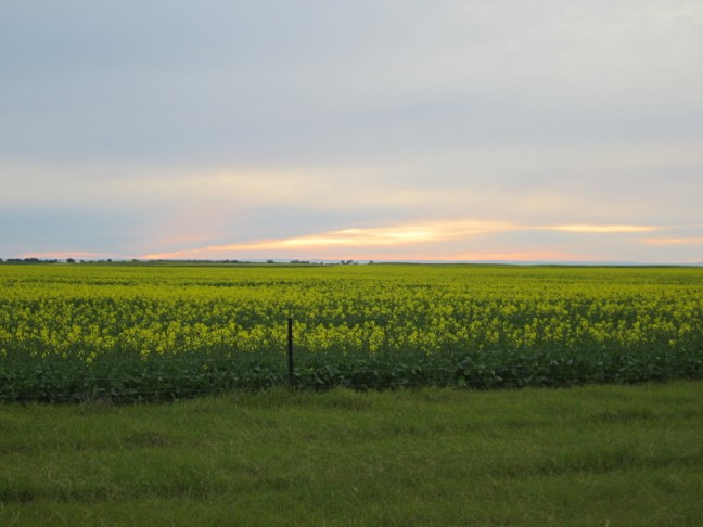 Blue Ribbon Cropping / Grazing Country
