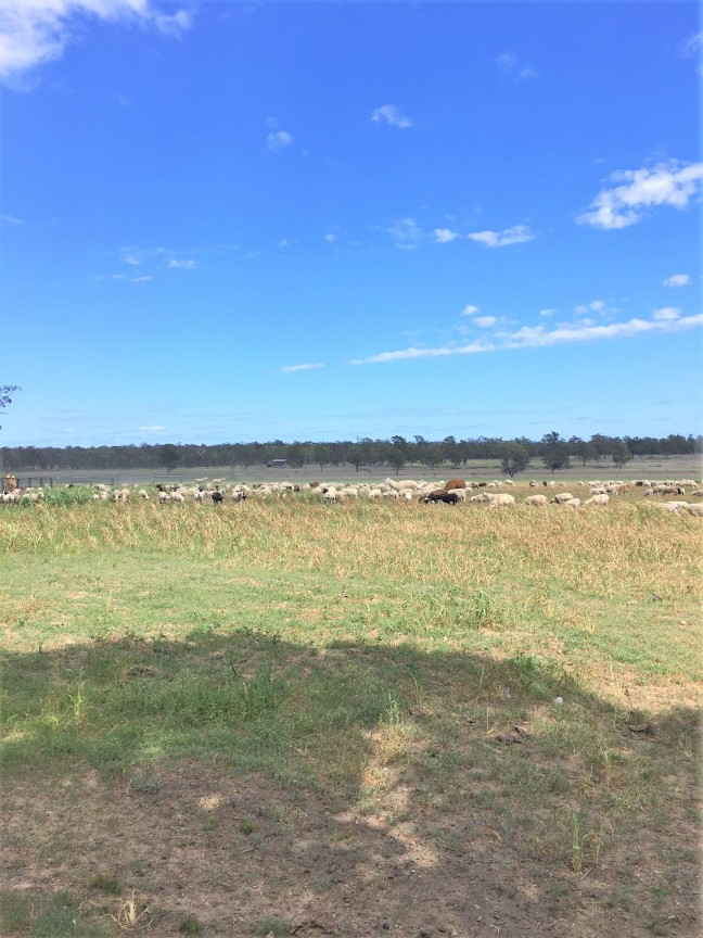 Mixed Farming Property for Cattle, Sheep or Crops with Good Bore