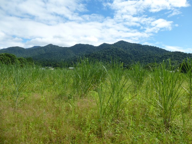 11.41 Acres Flat land in Babinda