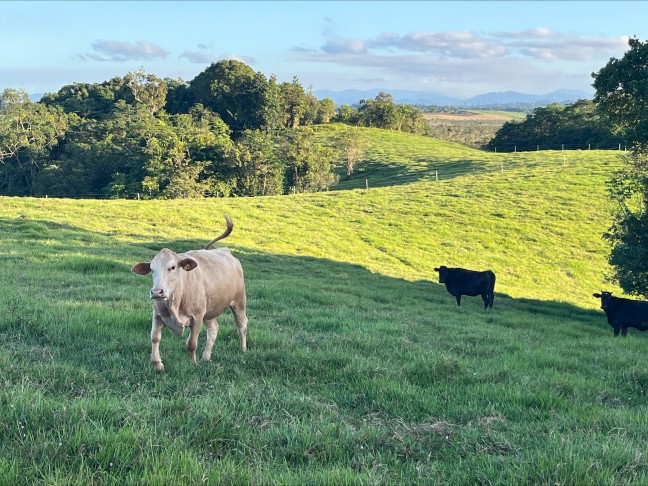 PRIME CATTLE FATTENING BLOCK - 61.55 ACRES