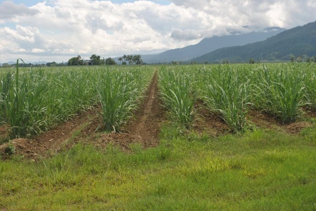 CANE FARM on 4 titles