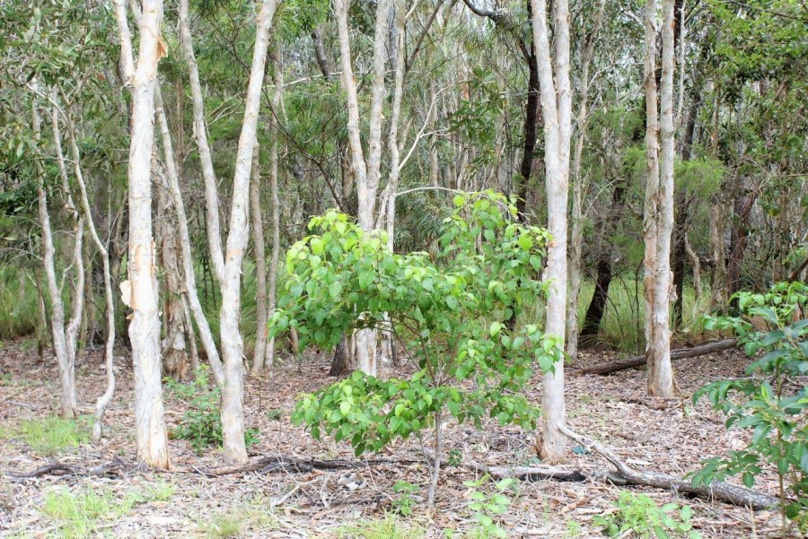 Real Estate in Rules Beach